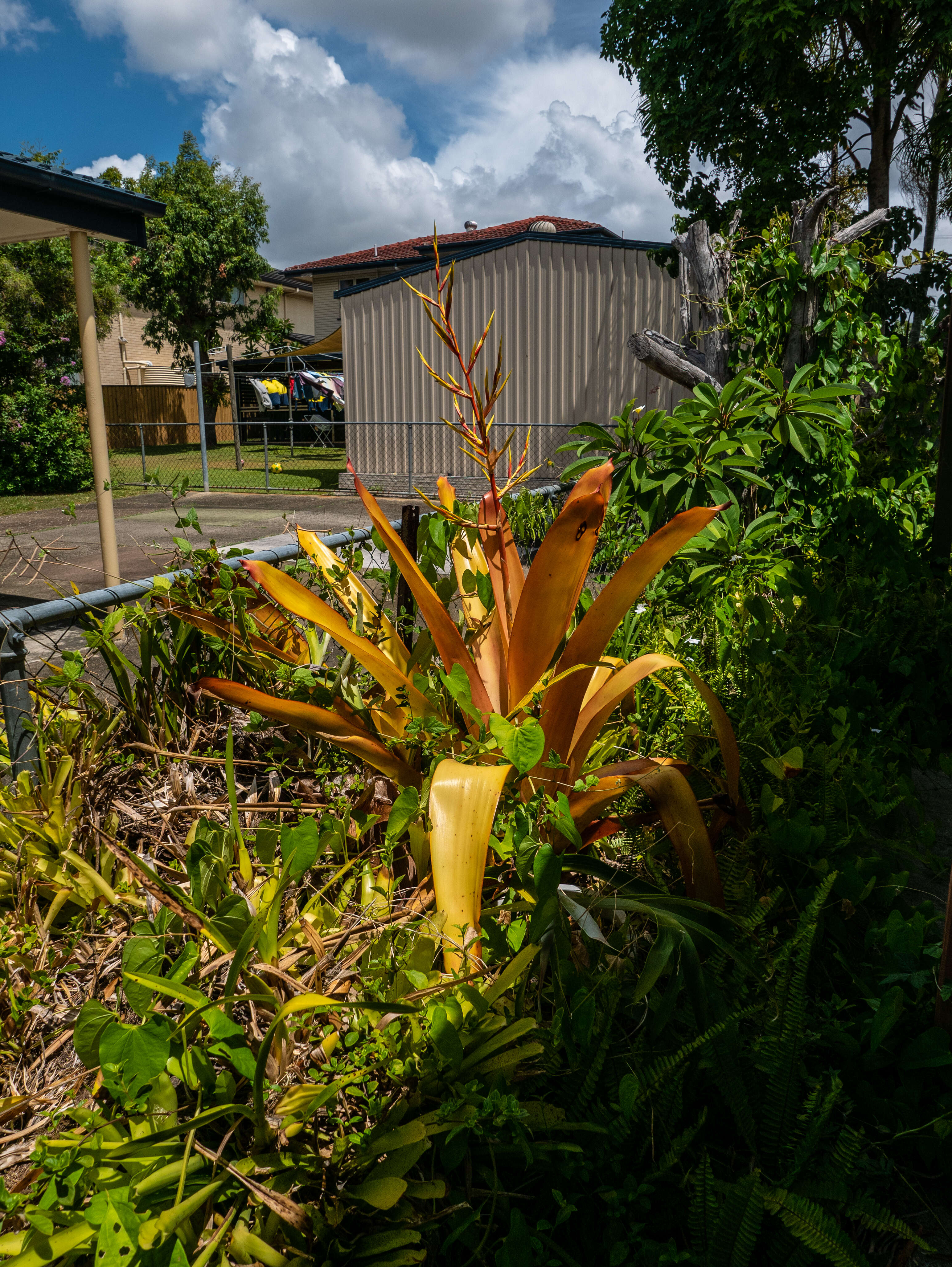 Image of Bromeliad