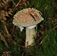 Image of Amanita rubescens Pers. 1797