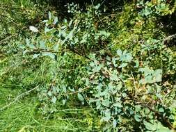 Image of alpine bilberry