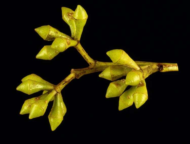 Image of gray gum