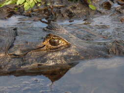 Image of alligators