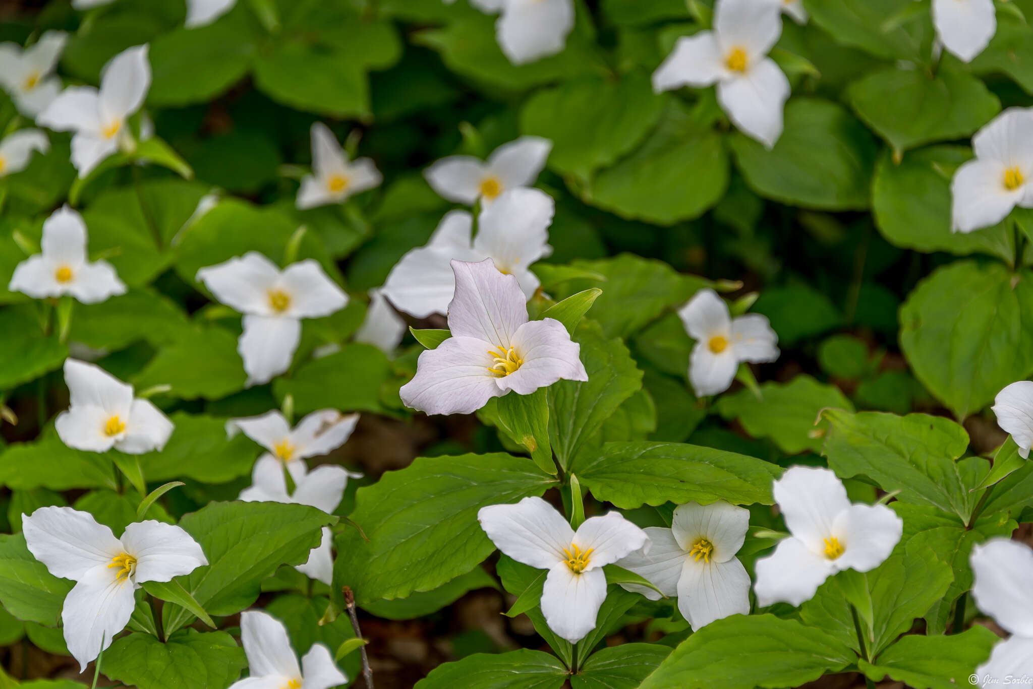 Image of trillium