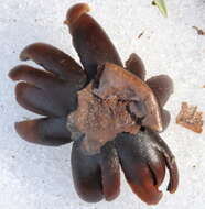 Image of False Earthstar