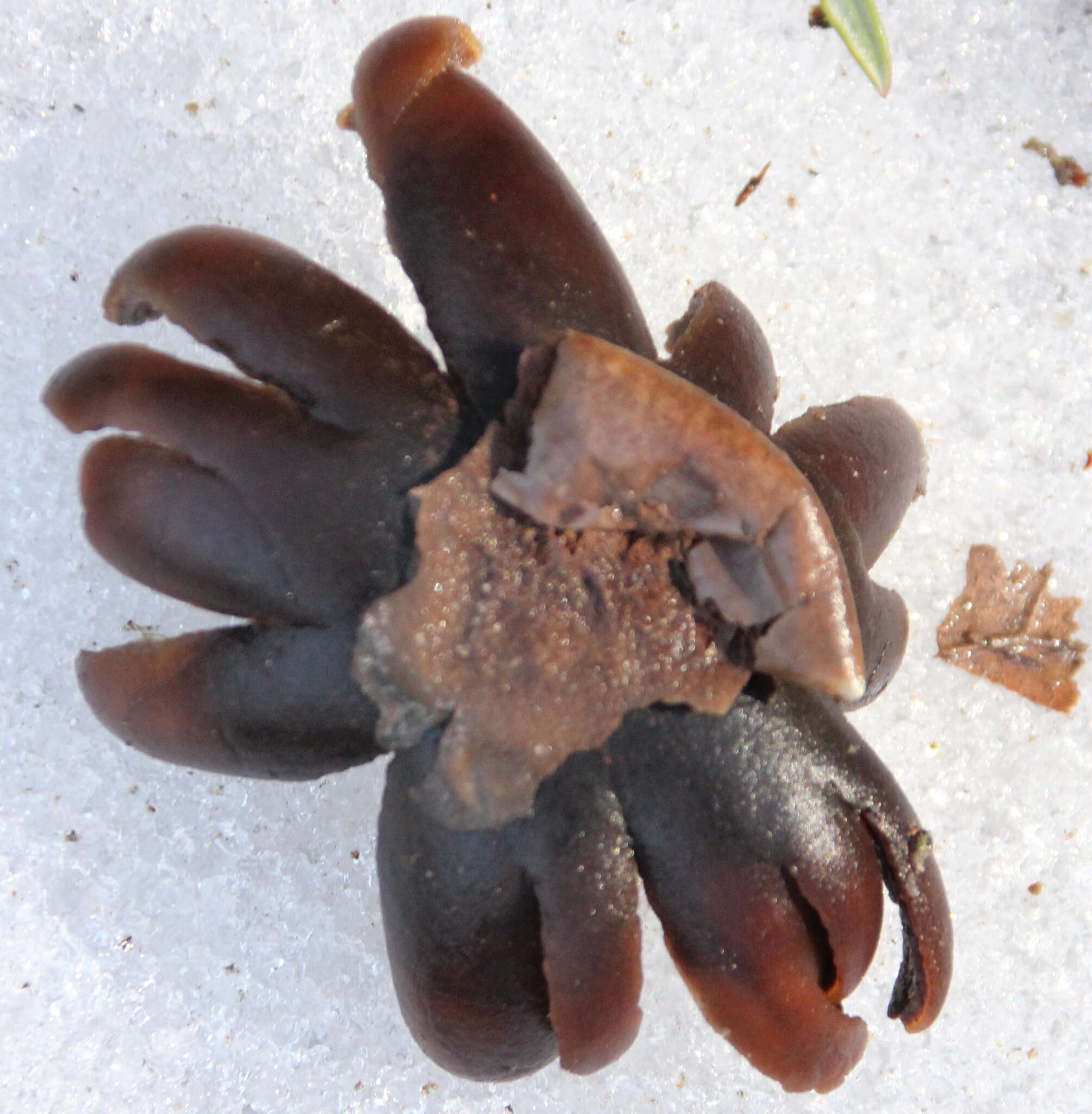 Image of False Earthstar