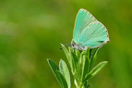 Plancia ëd Callophrys rubi (Linnaeus 1758)