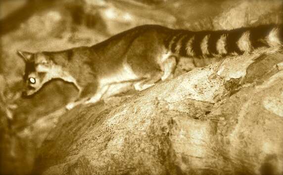 Image of Ringtail