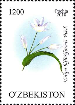 Image of Tulipa bifloriformis Vved.