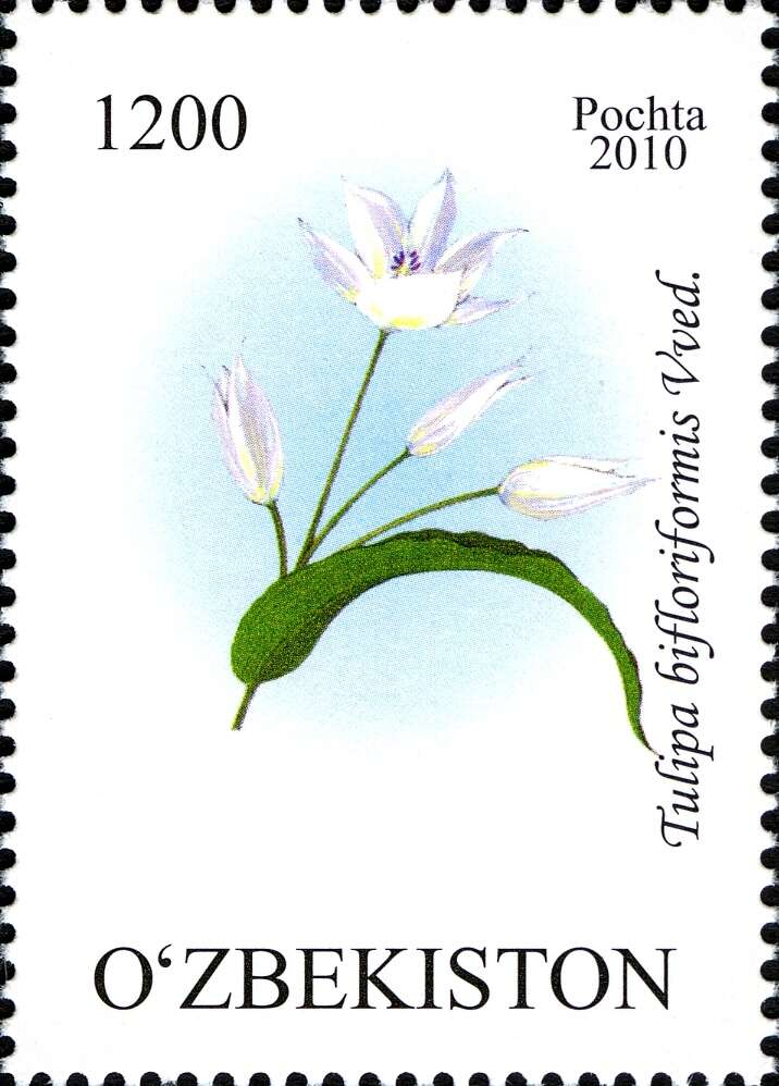 Image of Tulipa bifloriformis Vved.