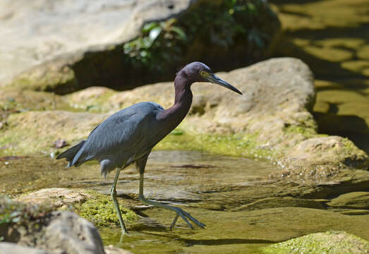 Image of Little Blue Heron