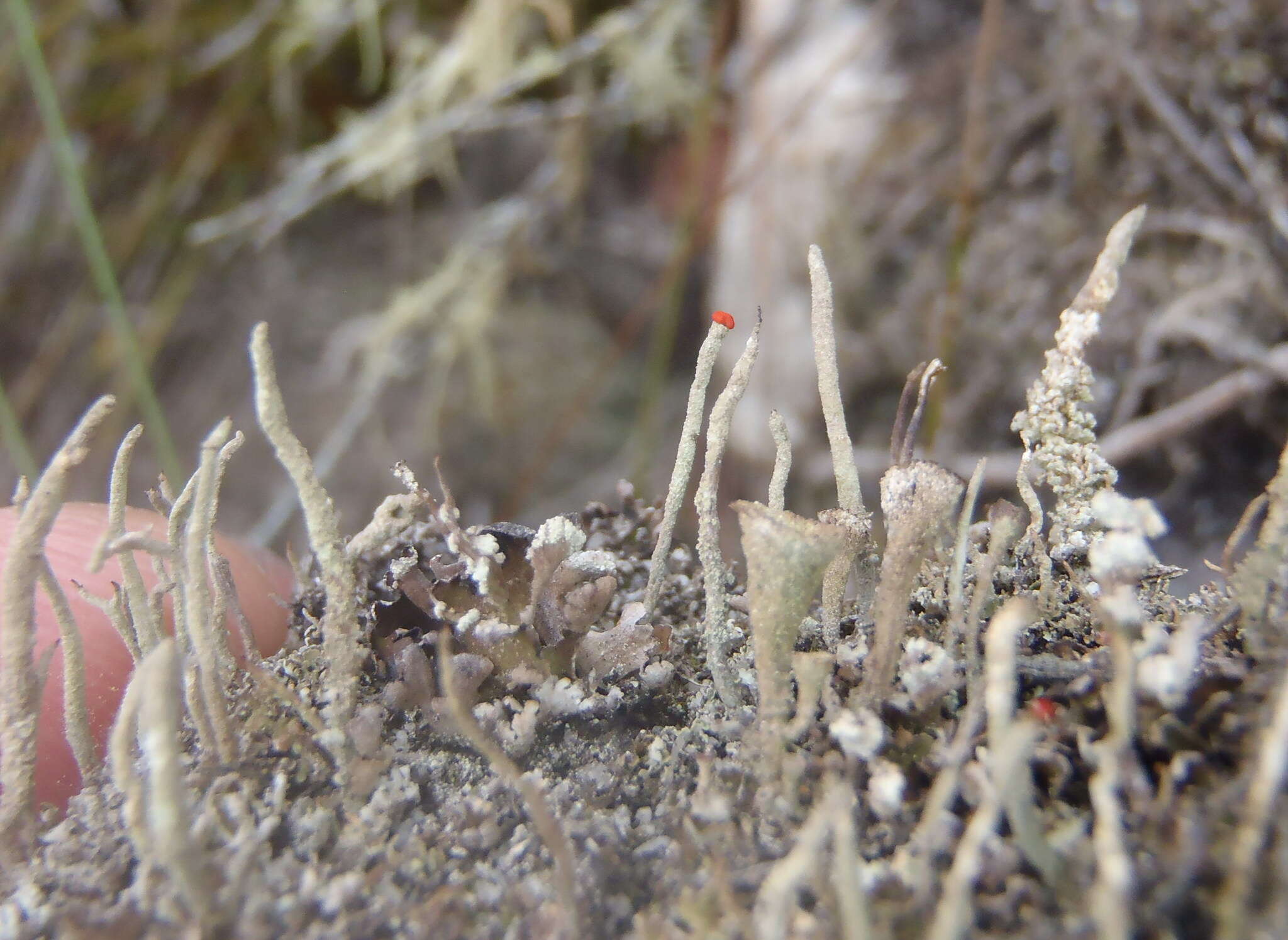 Image of Cladonia macilenta