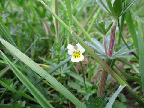 Слика од Viola arvensis Murray