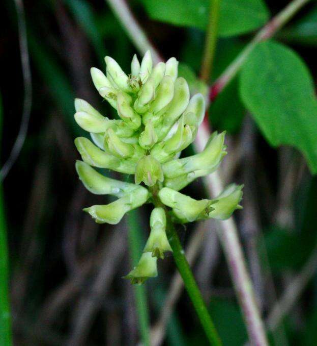 Image of licorice milkvetch