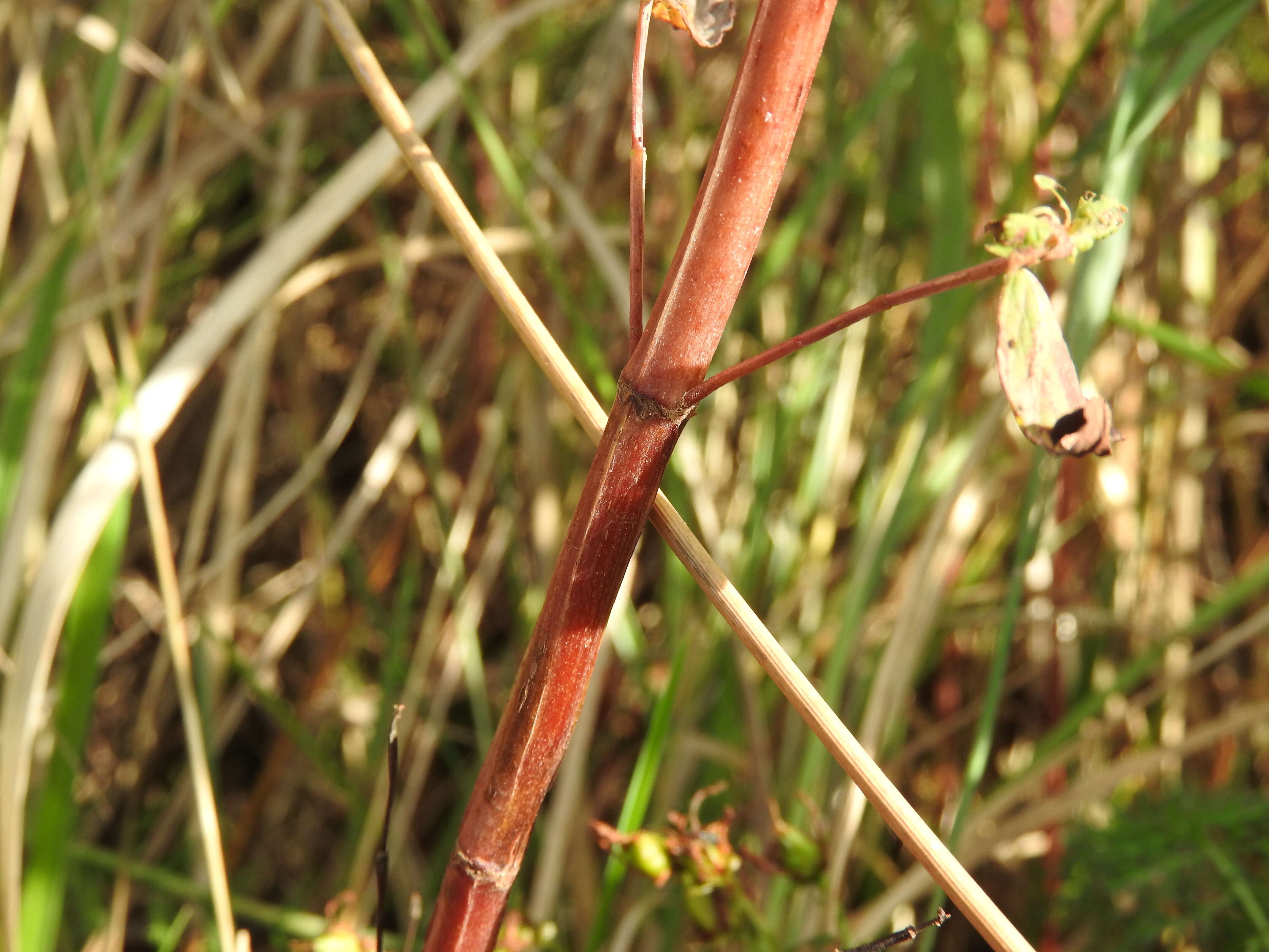 Image of spotted St. Johnswort