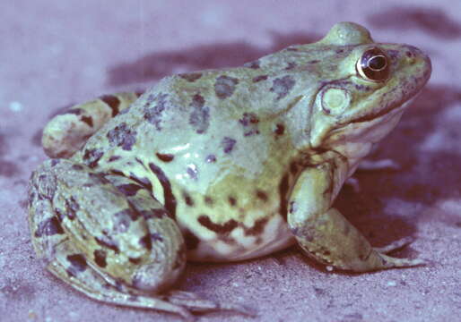 Image of Epirus Pool Frog