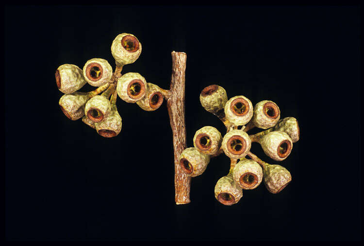 Image of river peppermint gum