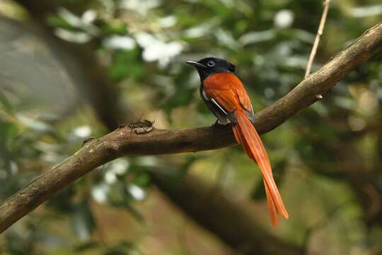 Image of African Paradise Flycatcher