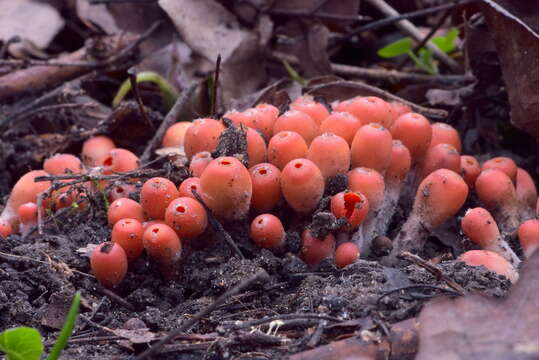 Image of Microstoma protractum (Fr.) Kanouse 1948