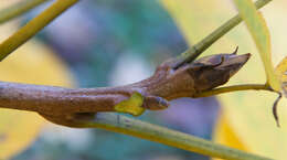 Image of shellbark hickory