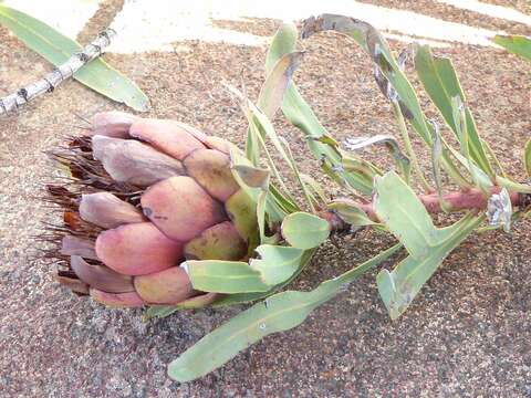 Image of Protea parvula Beard