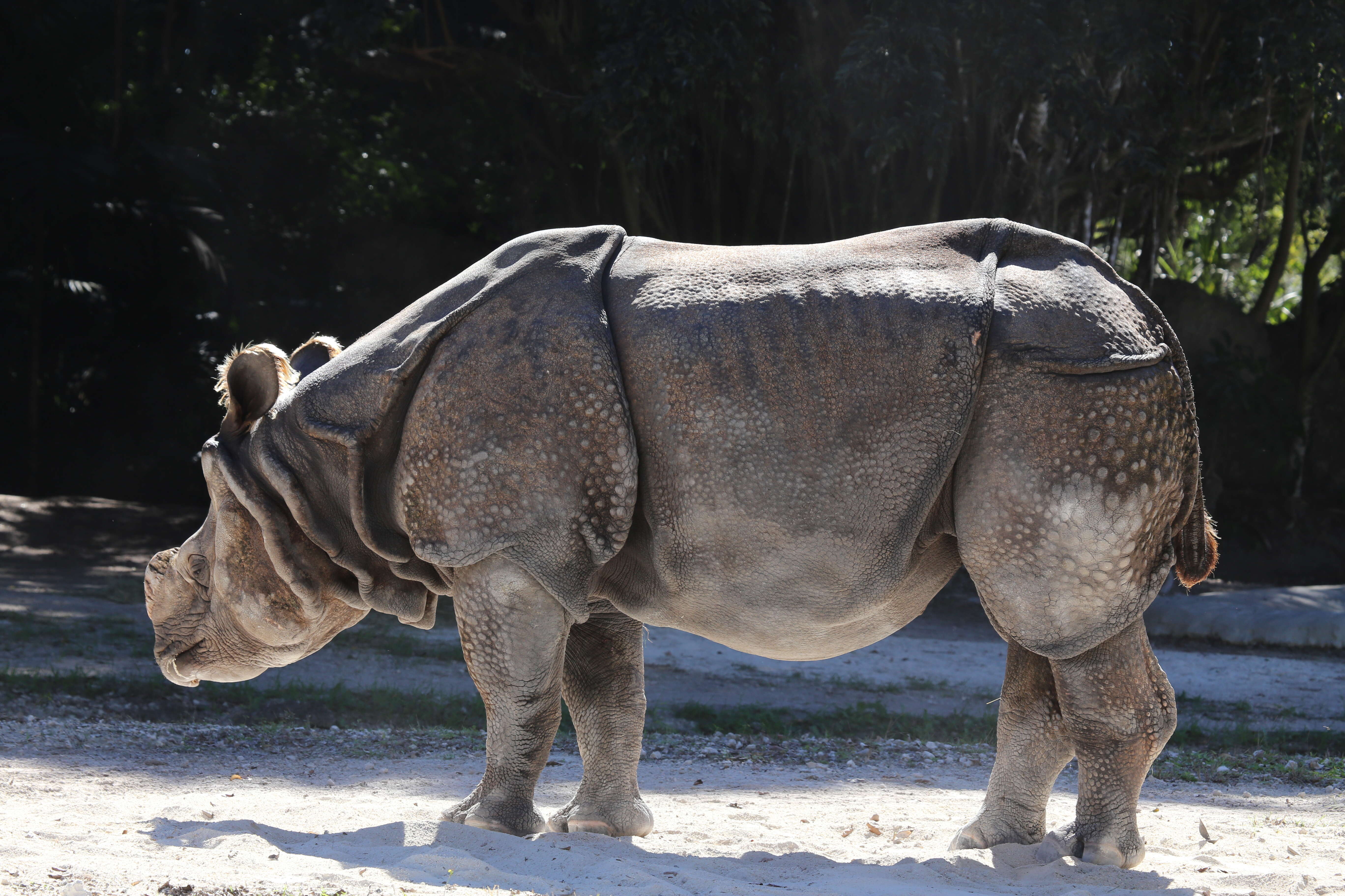 Image of Indian Rhinoceros