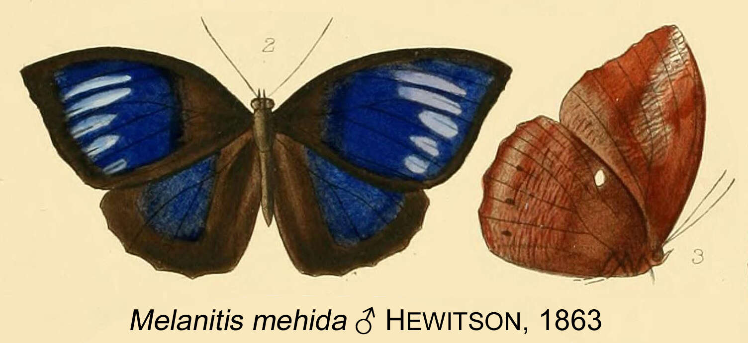 Image of Elymnias penanga Westwood (1851)