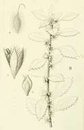 Image de Forsskaolea procridifolia Webb