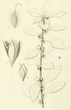 Image of Forsskaolea procridifolia Webb