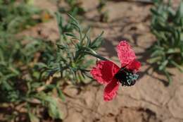 Image of round pricklyhead poppy