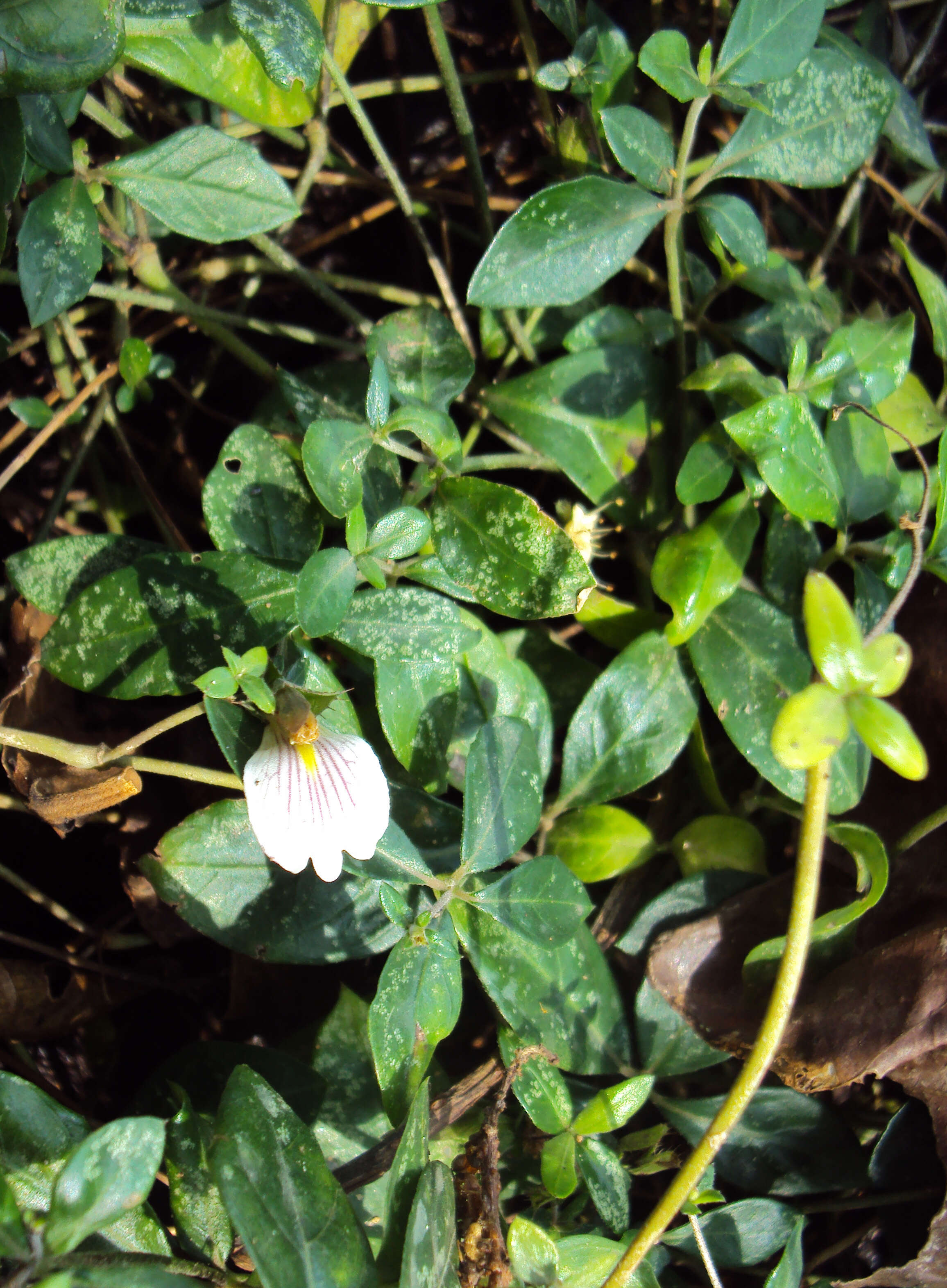 Blepharis maderaspatensis (L.) Heyne ex Roth resmi