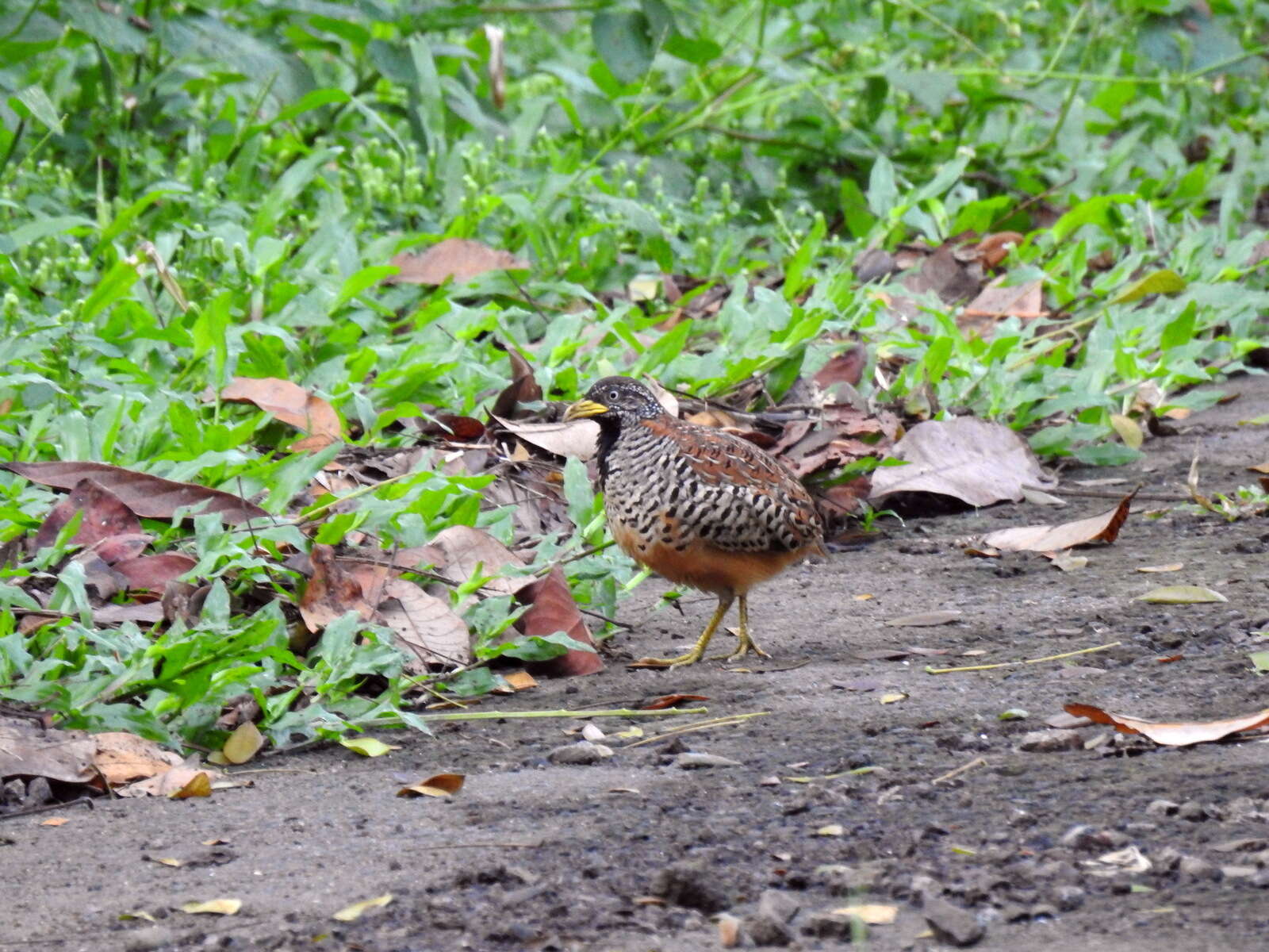 Image of Barred Buttonquail