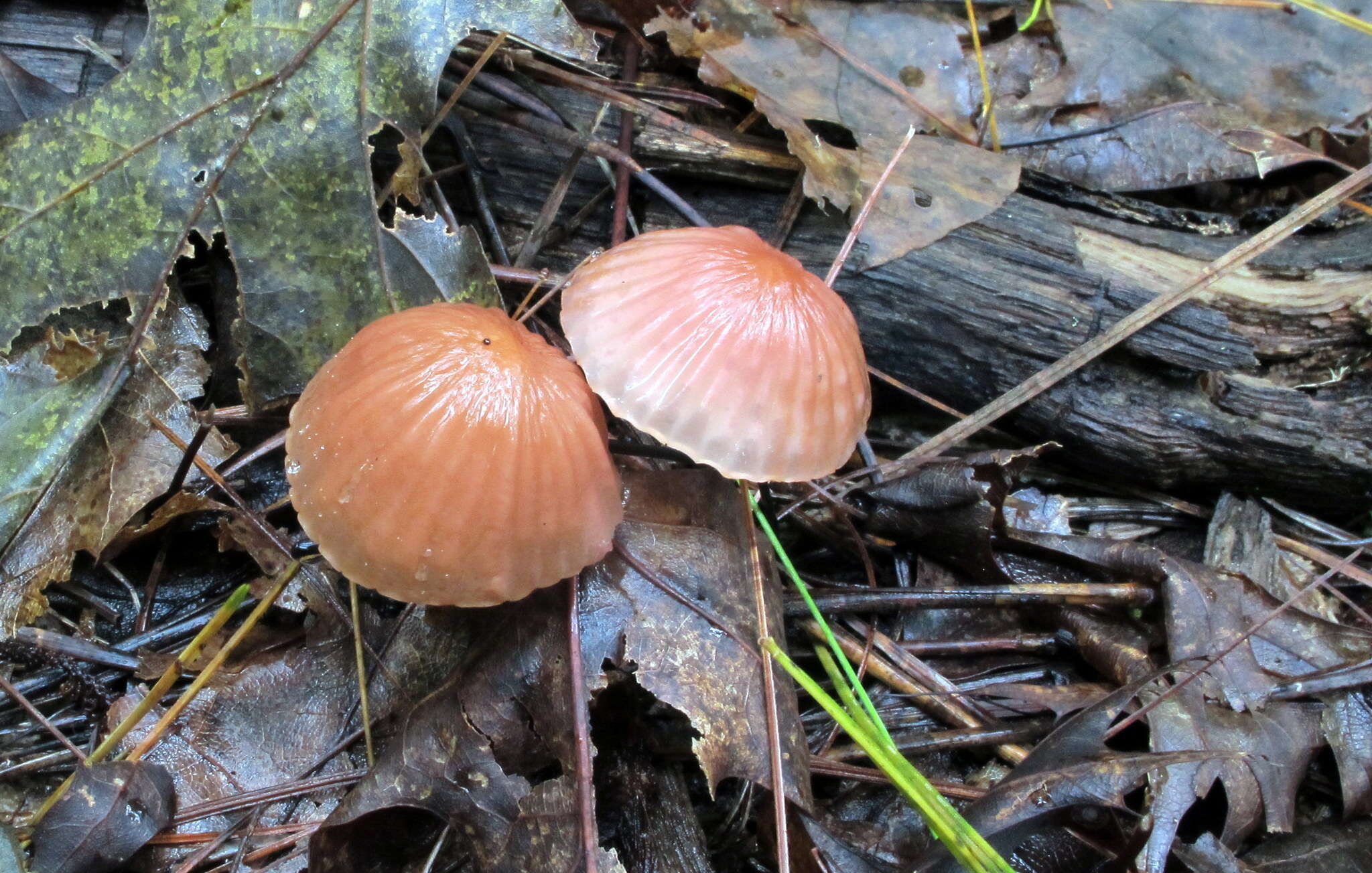 Image of Marasmius fulvoferrugineus Gilliam 1976