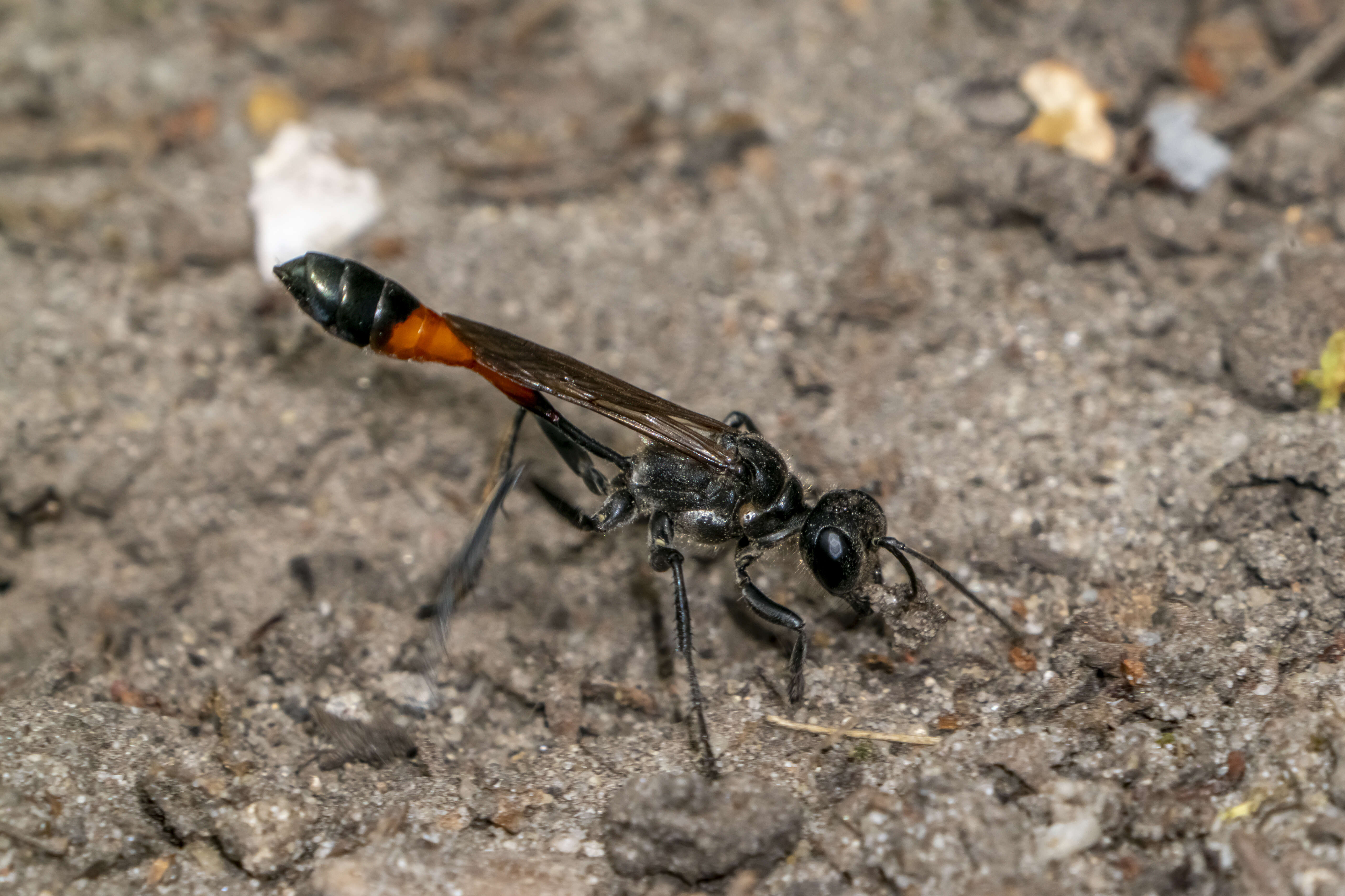 Image of Ammophila sabulosa (Linnaeus 1758)