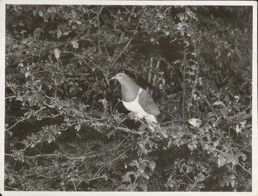 Image of Kererū