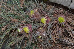 Image of Banksia serratuloides (Meissn.) A. R. Mast & K. R. Thiele