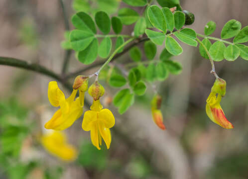 Image of Scorpion Senna