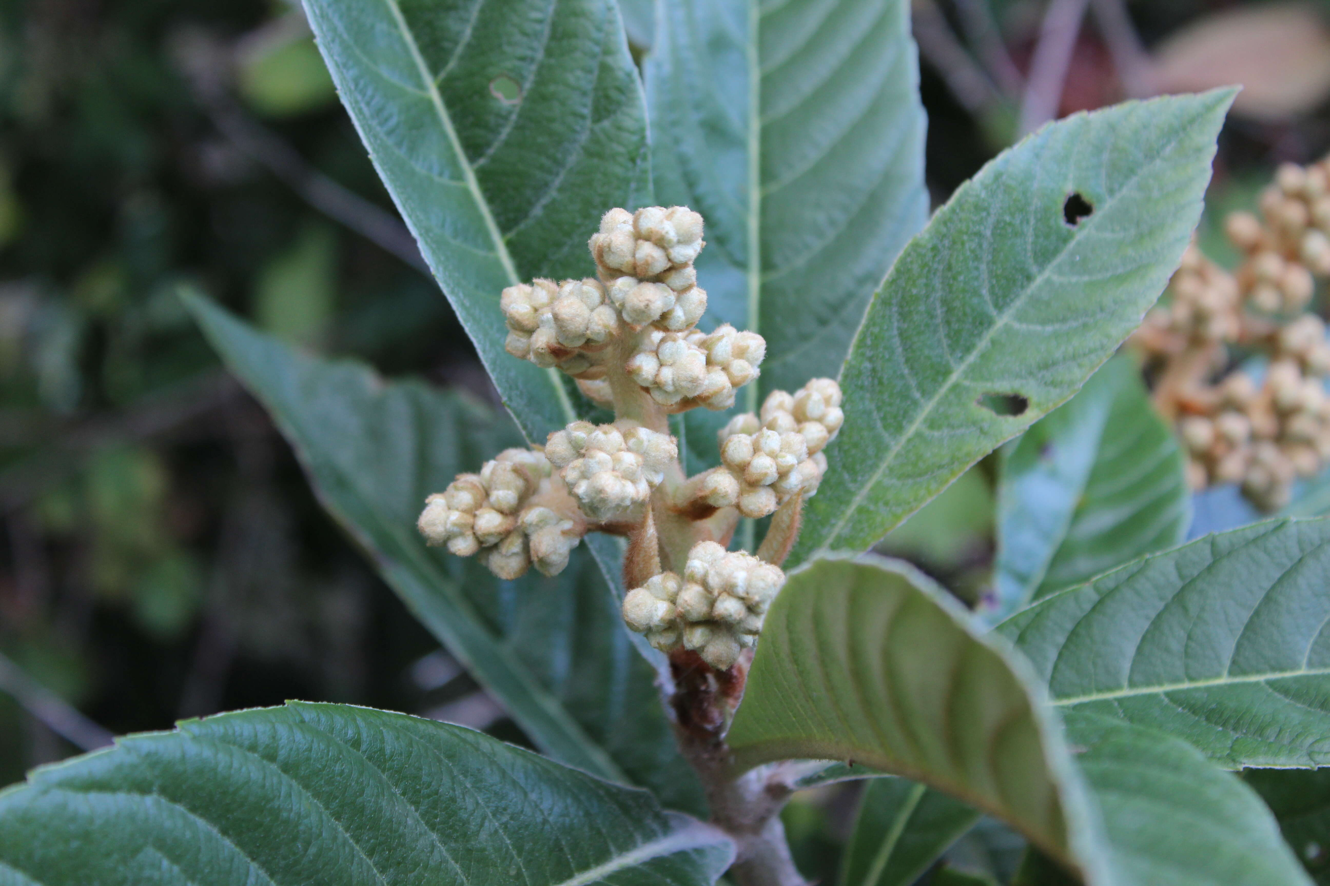 Image of loquat