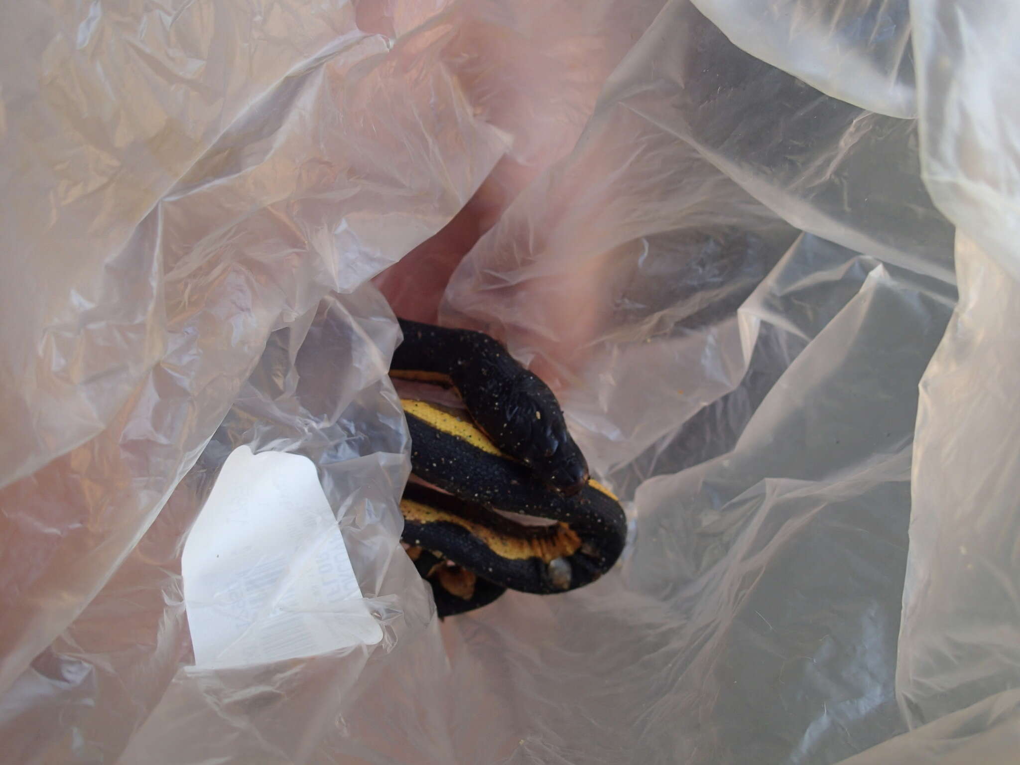 Image of Yellow-bellied sea snake