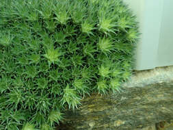 Image of Deuterocohnia brevifolia (Griseb.) M. A. Spencer & L. B. Sm.