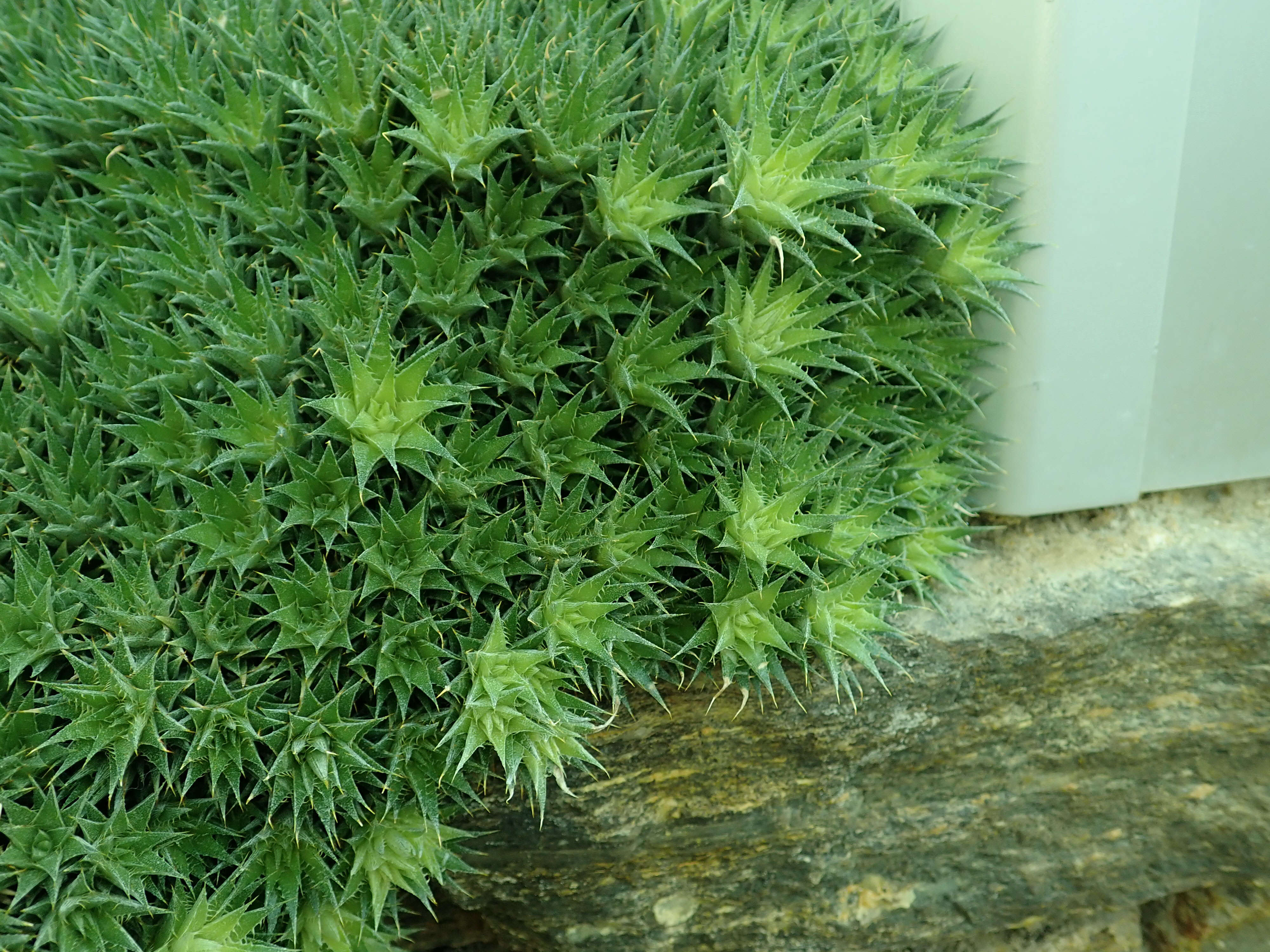 Image of Deuterocohnia brevifolia (Griseb.) M. A. Spencer & L. B. Sm.