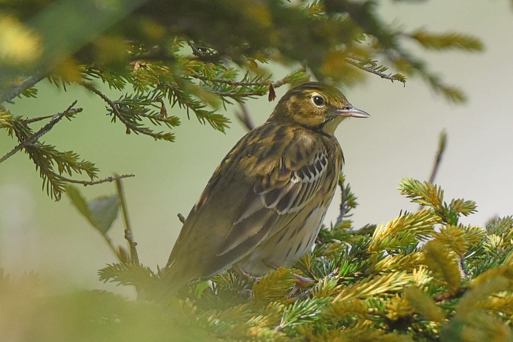 Image of Tree Pipit