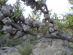 Cupressus goveniana var. abramsiana (C. B. Wolf) Little resmi