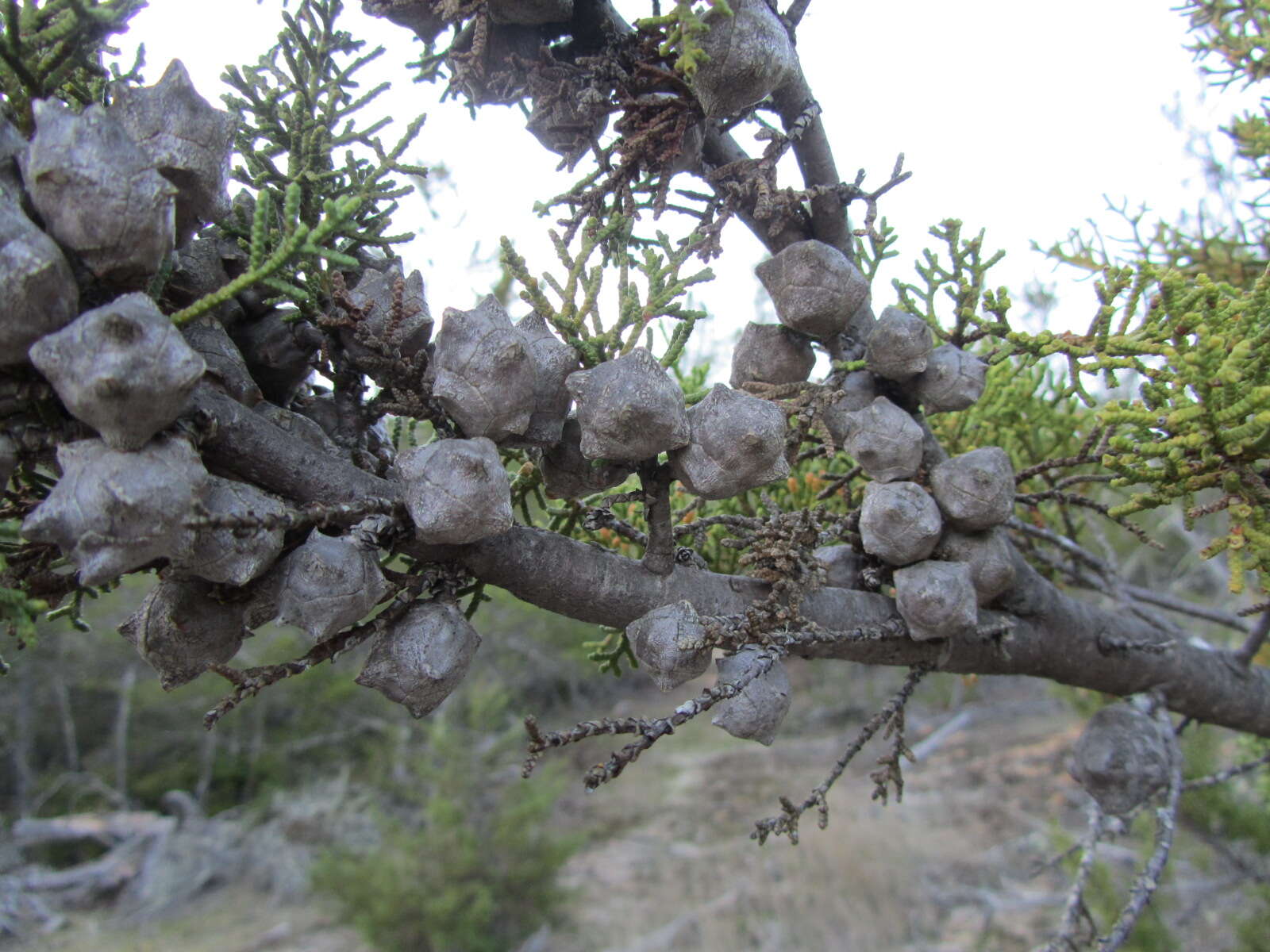 Cupressus goveniana var. abramsiana (C. B. Wolf) Little resmi