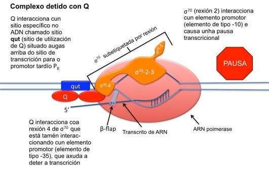 Plancia ëd Enterobacteria phage lambda