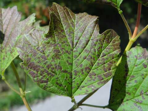 Image of Pseudocercospora