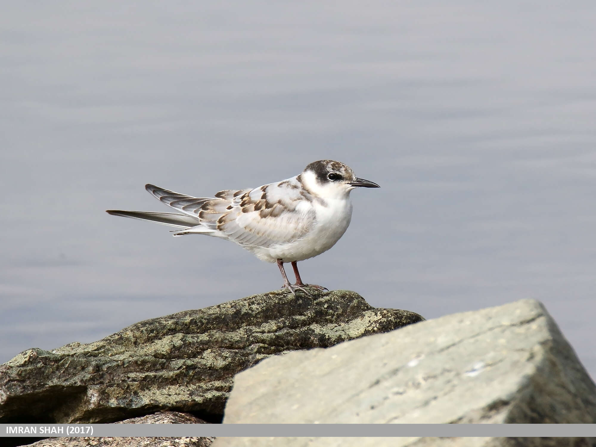 Image of Whiskered Tern