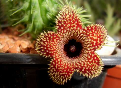 Image of Ceropegia pillansii Bruyns