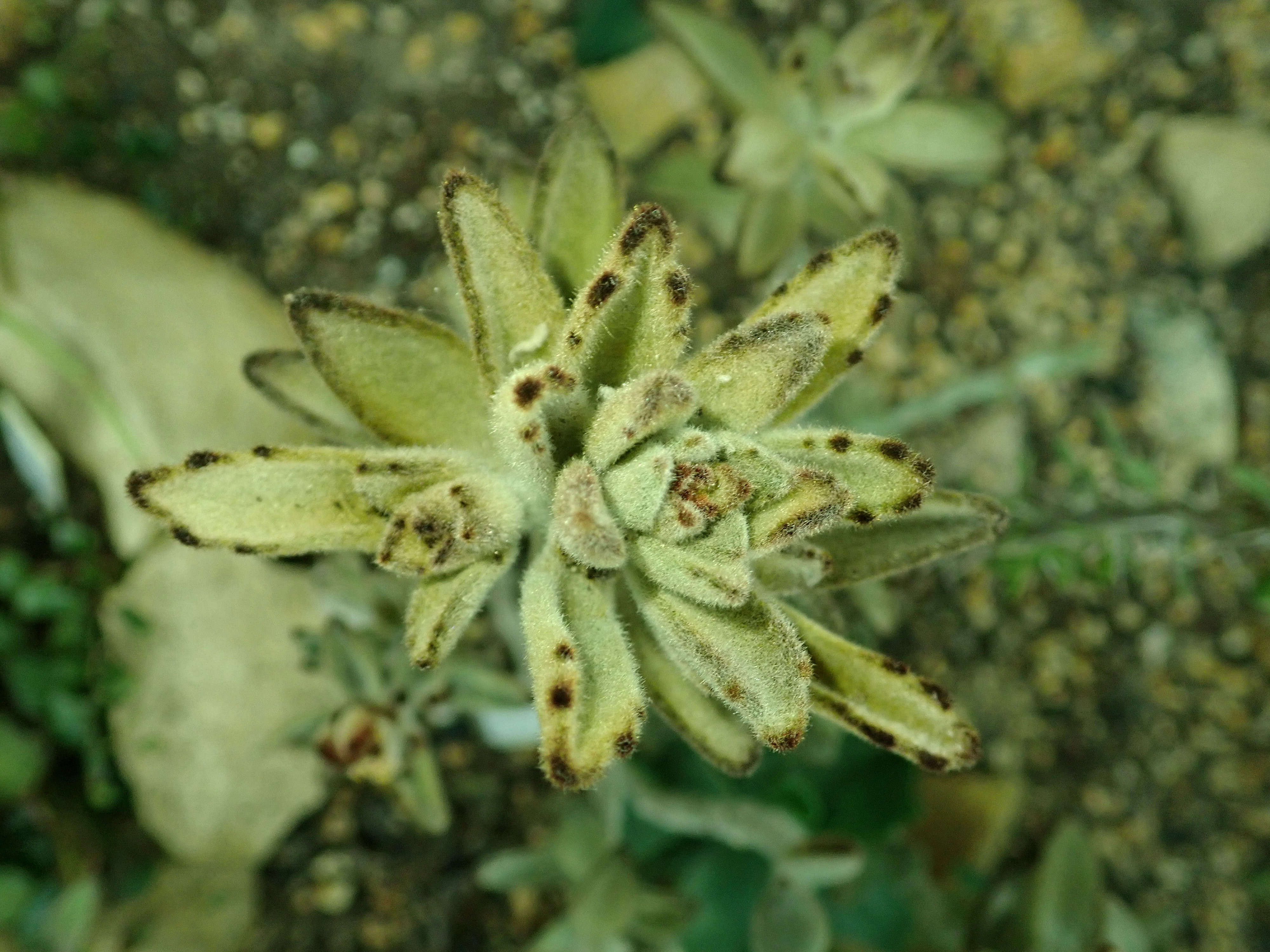 Image of Kalanchoe tomentosa Baker