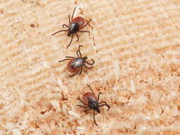 Image of Ixodes ricinus (Linnaeus 1758)