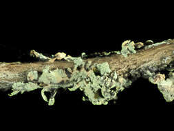 Image of Common greenshield lichen