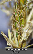 Image of quaking-grass sedge